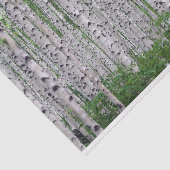 Papier Mousseline Forêt de Birch Nature (Détail)