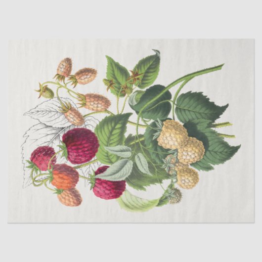 Papier Mousseline Fraise vintage (Recto)