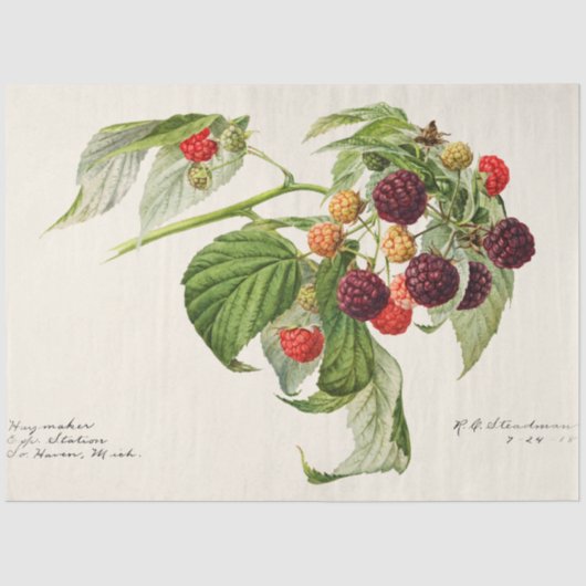 Papier Mousseline Framboise pourpre vintage (Recto)