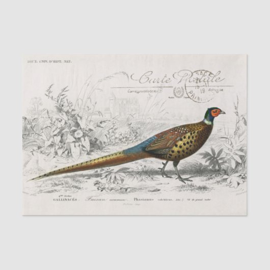 Papier Mousseline French Pheasant Bird Carte Postale Decoupage Vint (Recto)