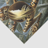 Papier Mousseline Frog and toad Ernst Haeckel vintage (Détail)