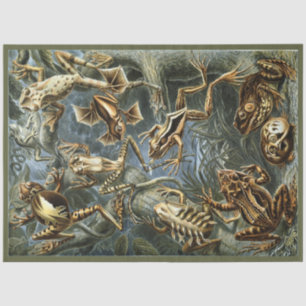 Papier Mousseline Frogs Ernst Haeckel Decoupage Papier de tissus