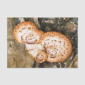 PAPIER MOUSSELINE FUNGI (Recto)