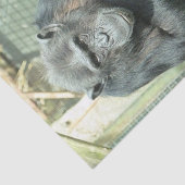 PAPIER MOUSSELINE FUNNY CHIMP (Détail)