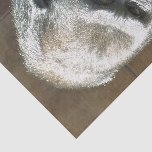 PAPIER MOUSSELINE FUNNY GORILLA (Détail)