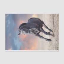 Galopage de cheval friésien noir