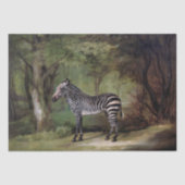 Papier Mousseline George Stubbs | Zebra (1763) (Recto)