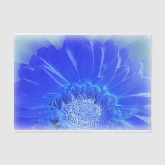 Papier Mousseline gerbera bleu électrique (Recto)