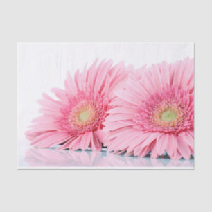 Papier Mousseline Gerbera Rose Daisies Élégante Photographie