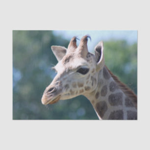 Papier Mousseline Girafe