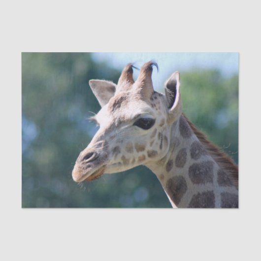 Papier Mousseline Girafe (Recto)