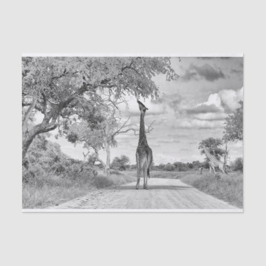 Papier Mousseline Girafe sur la route (Recto)