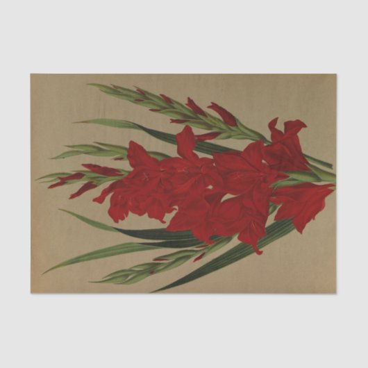 Papier Mousseline Gladiolus Gandavensis. Var. Brench Leyensis (Recto)