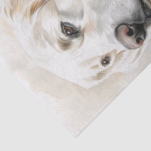 Papier Mousseline Golden Retriever anglais7 (Détail)