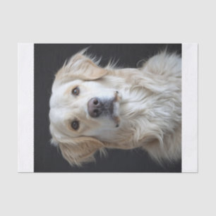 Papier Mousseline Golden Retriever anglais9