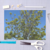 Papier Mousseline Grand Ash Tree Dans La Belle Photo Ciel Bleu (Artisanat)