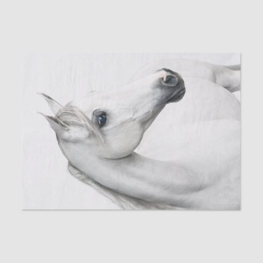 Papier Mousseline Grande illustration d'un beau cheval blanc (Recto)