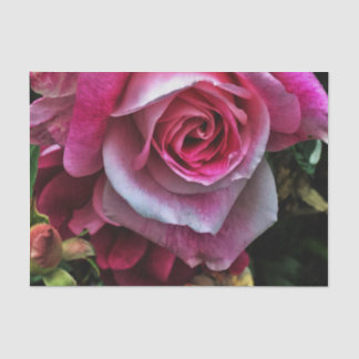 Papier Mousseline Grande rose rose