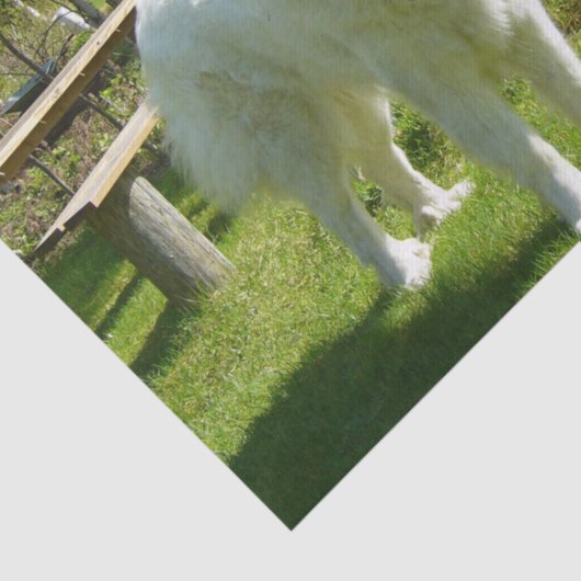 Papier Mousseline Grands Pyrénées complètement 2 (Détail)