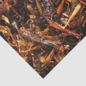 Papier Mousseline Grasshopper frit (Takkataen Thot) Alimentation asi (Détail)