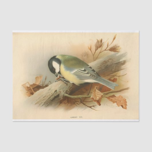 Papier Mousseline Great Tit par Lord Lilford, Illustration (Recto)