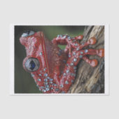 Papier Mousseline Grenouilles et diamants6 (Recto)