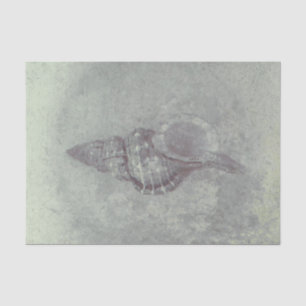 Papier Mousseline Gris Coquille de Mer Vintage Texture de Plage Océa