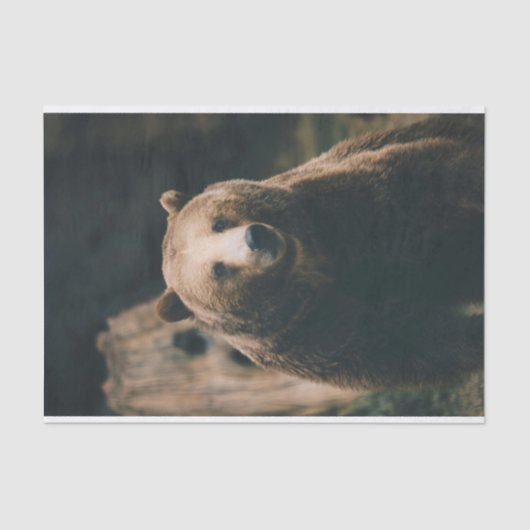 Papier Mousseline Grizzly Bear (Recto)