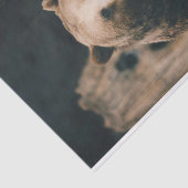 Papier Mousseline Grizzly Bear (Détail)