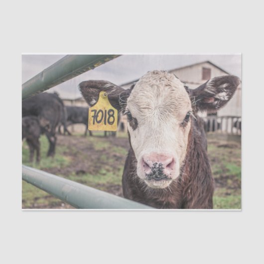 Papier Mousseline Gros plan, Partie 1 (Recto)