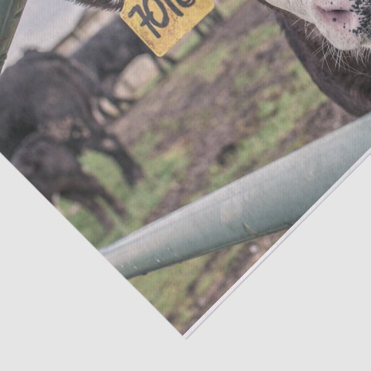 Papier Mousseline Gros plan, Partie 1 (Détail)