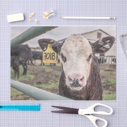 Papier Mousseline Gros plan, Partie 1 (Artisanat)