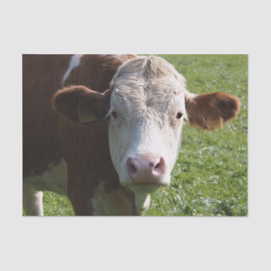 Papier Mousseline Gros plan, Partie 3 (Recto)