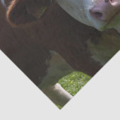 Papier Mousseline Gros plan, Partie 3 (Détail)