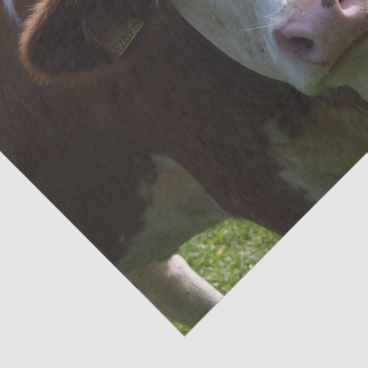 Papier Mousseline Gros plan, Partie 3 (Détail)