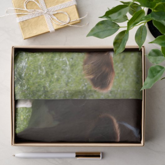 Papier Mousseline Gros plan, Partie 3 (Cadeau)