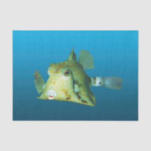 Papier Mousseline Gros plan pour le poisson-boîte ! Arrière - plan b