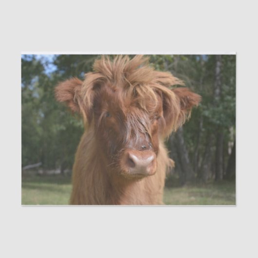 Papier Mousseline Gros plan sur la vache, Partie 2 : L'Édition Flamm (Recto)