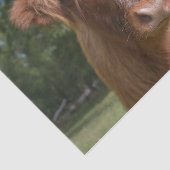 Papier Mousseline Gros plan sur la vache, Partie 2 : L'Édition Flamm (Détail)