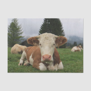 Papier Mousseline Gros plan sur la vache, Partie 5 : Maintenant, c'e