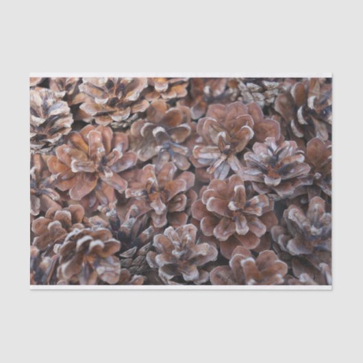 Papier Mousseline Groupe de cônes de pin (Recto)