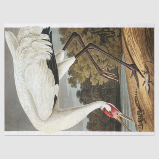Papier Mousseline Grue blanche par John James Audubon (Recto)