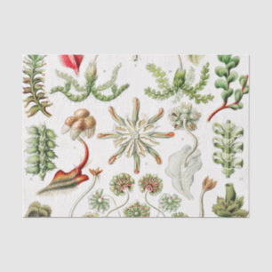 Papier Mousseline Hepaticé Lebermoose par Ernst Haeckel