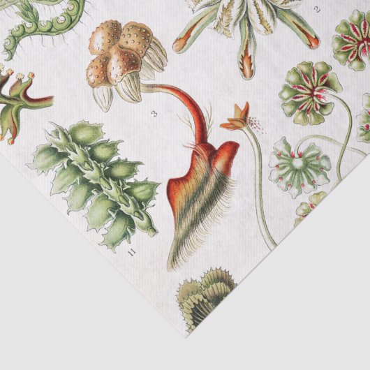 Papier Mousseline Hepaticé Lebermoose par Ernst Haeckel (Détail)