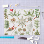 Papier Mousseline Hepaticé Lebermoose par Ernst Haeckel (Artisanat)