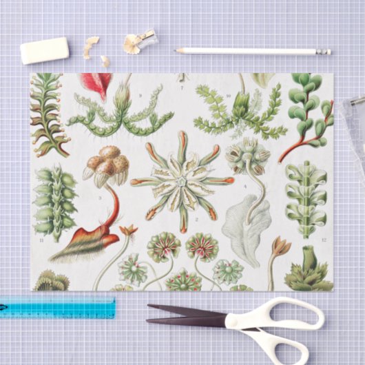 Papier Mousseline Hepaticé Lebermoose par Ernst Haeckel (Artisanat)