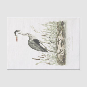 Papier Mousseline Héron de terrain communal d'illustration d'oiseau