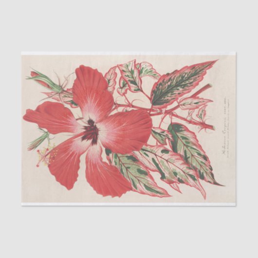 Papier Mousseline Hibiscus (et mieux Ibiscus) Cooperi de Lemaire (Recto)