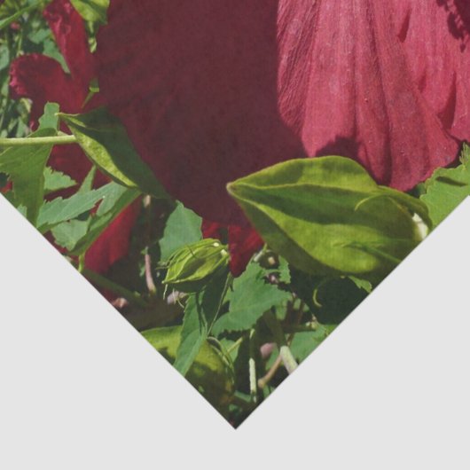 Papier Mousseline Hibiscus Flower and Blue Sky (Détail)