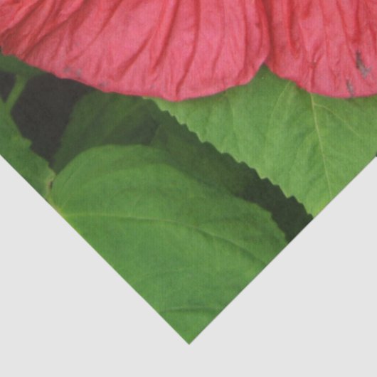 Papier Mousseline Hibiscus Flower Bright Magenta (Détail)